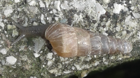 Oleacinidae : Rumina decollata